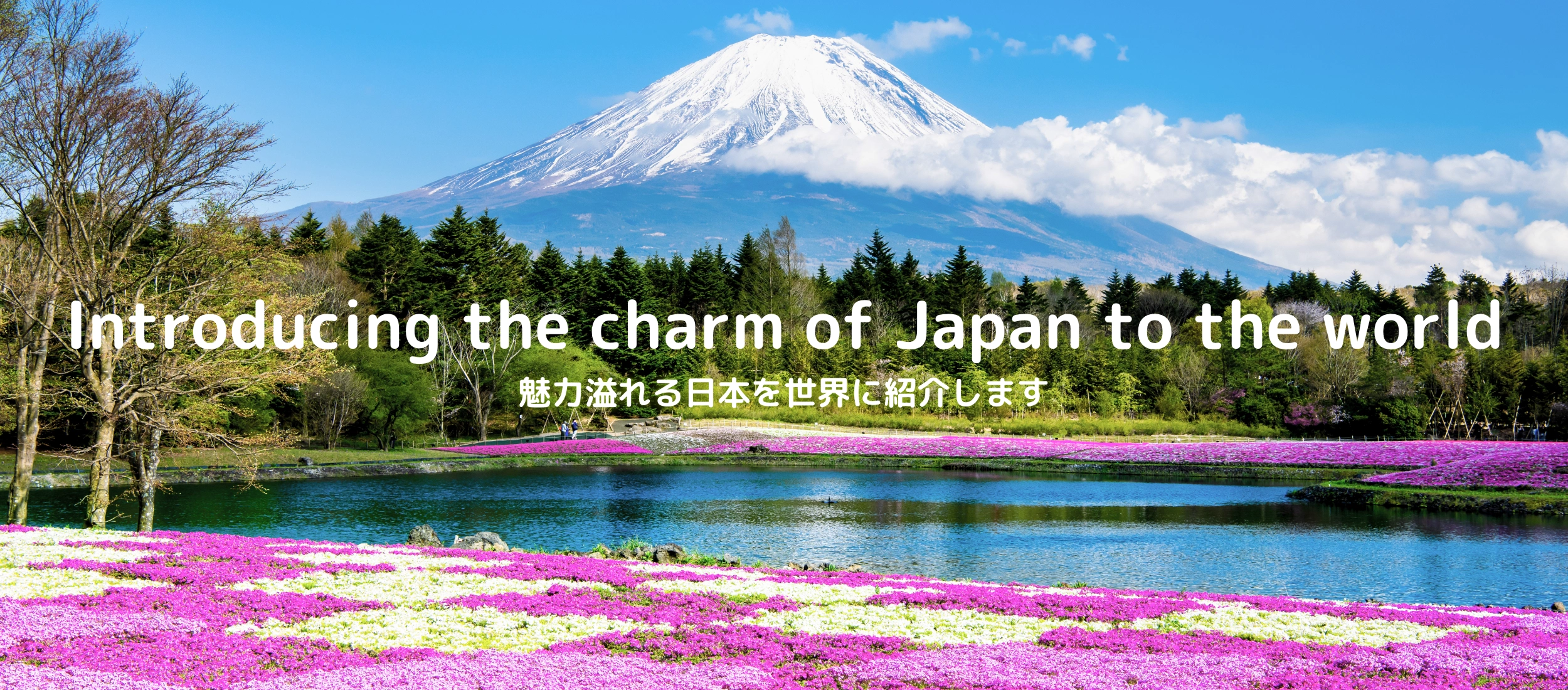 山梨県　富士山と芝桜