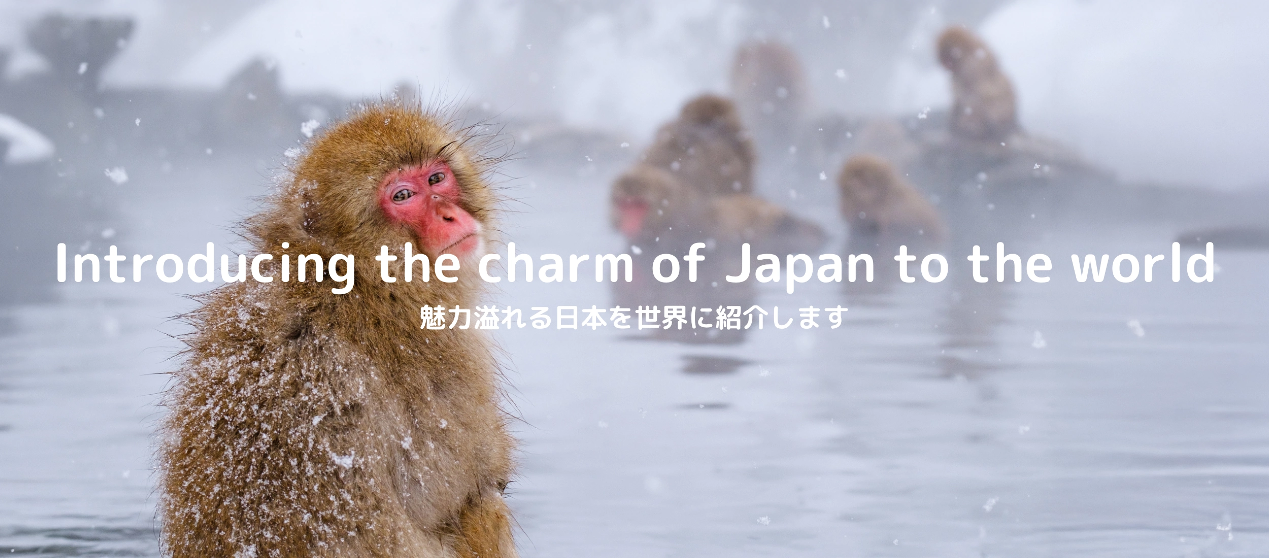 地獄谷野猿公苑の猿